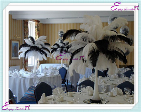 ostrich feathers series