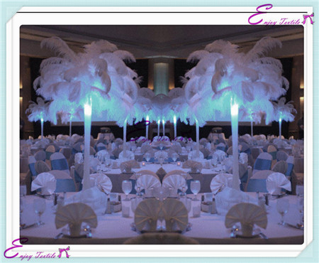 ostrich feathers series