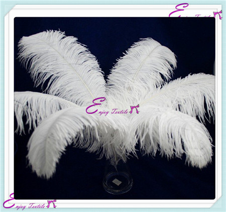 ostrich feathers series